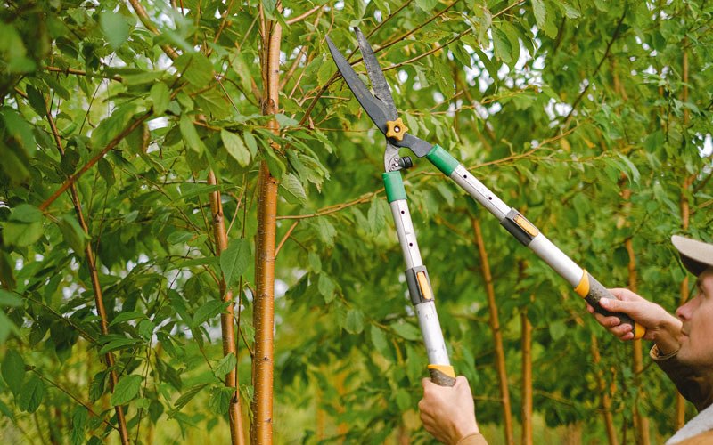 Tree trimming in Kendall, NY